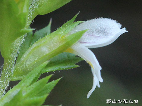 シライワコゴメグサ－花２