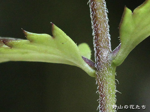 シライワコゴメグサ－茎