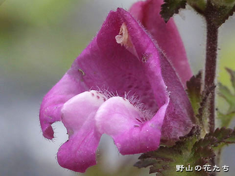 コシオガマ－花２