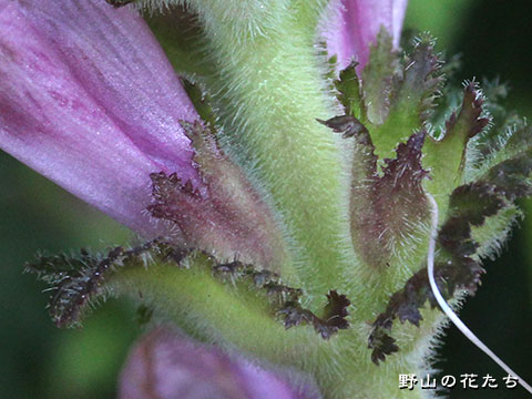 オニシオガマ－花４