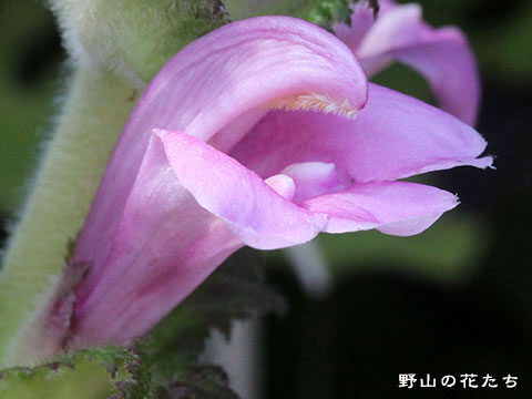 オニシオガマ－花