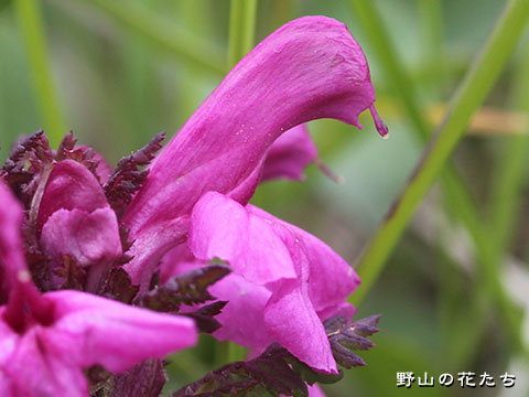 ミヤマシオガマ－花２