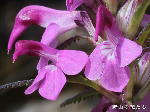 キタヨツバシオガマ－花２
