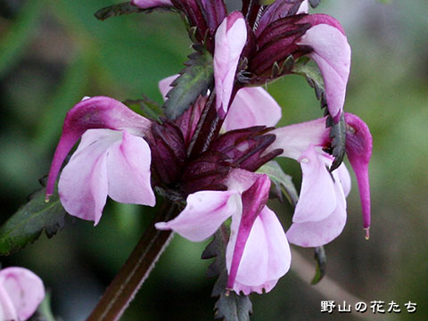 ヨツバシオガマ－花