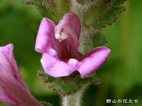 オニシオガマ－花
