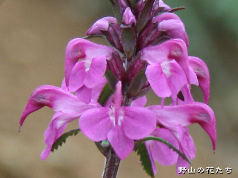 エゾヨツバシオガマ－花
