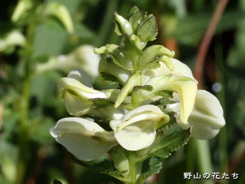 エゾシオガマ－花
