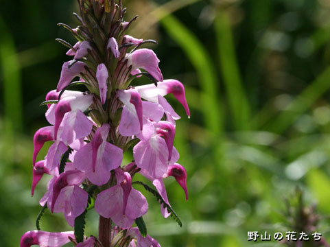 キタヨツバシオガマ－花
