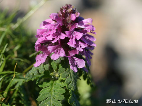 タカネシオガマ－花