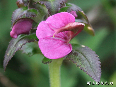 トモエシオガマ－花２