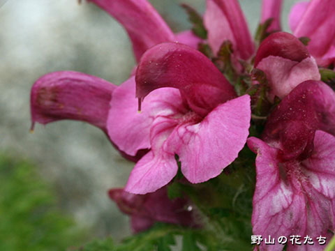 ミヤマシオガマ－花