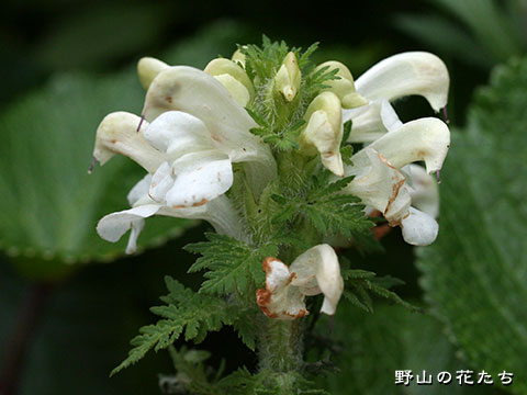 ネムロシオガマ－花