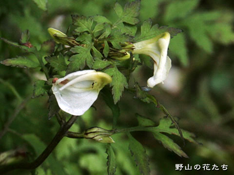 セリバシオガマ－花