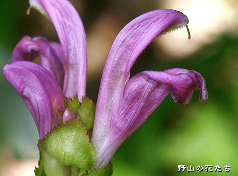 イワテシオガマ－花２