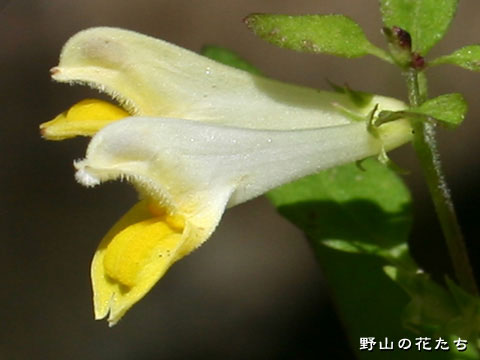 タカネママコナ－花