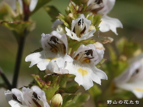 トガクシコゴメグサ－花