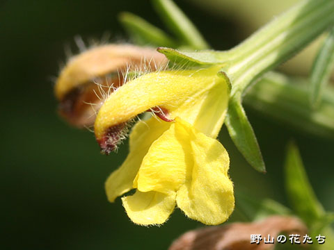 ヒキヨモミギ－花３