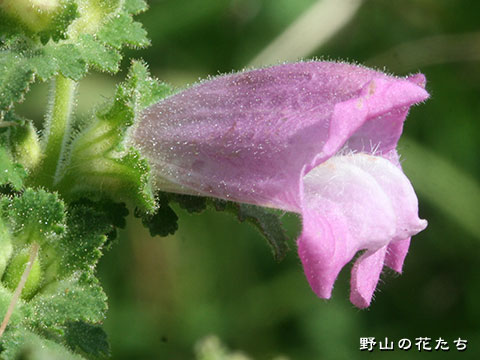 コシオガマ－花