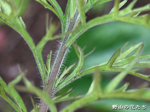 ヒキヨモギ－茎２