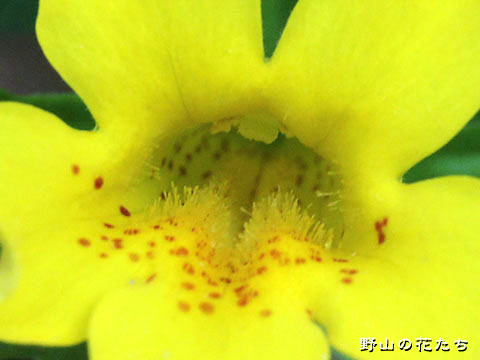 オオバミゾホオズキ－花２