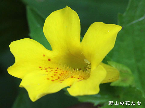 オオバミゾボオズキ－花