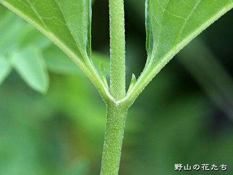 ヤマルリトラノオ－茎