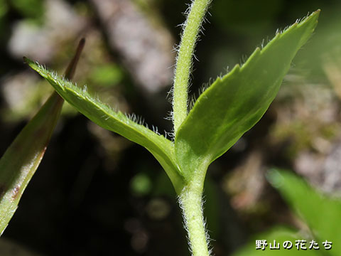 ヒメクワガタ－葉・茎