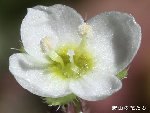 コゴメイヌノフグリ－花