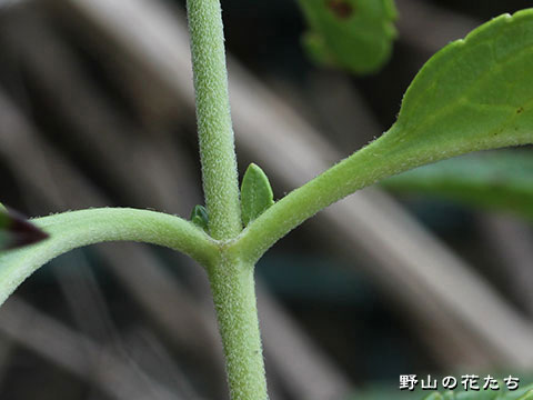 エチゴトラノオ－茎