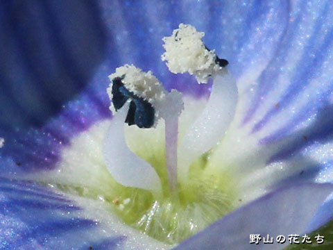 オオイヌノフグリ－花３