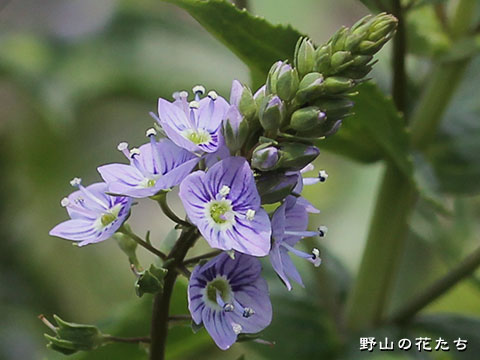 オオカワヂシャ－花
