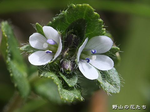 シナノヒメクワガタ－花