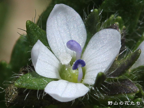 シナノヒメクワガタ－花２