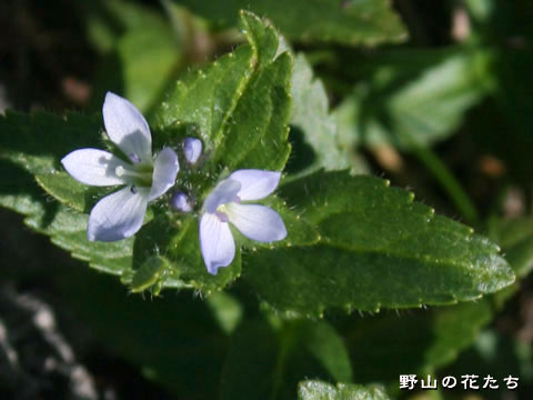 ヒメクワガタ－花・葉
