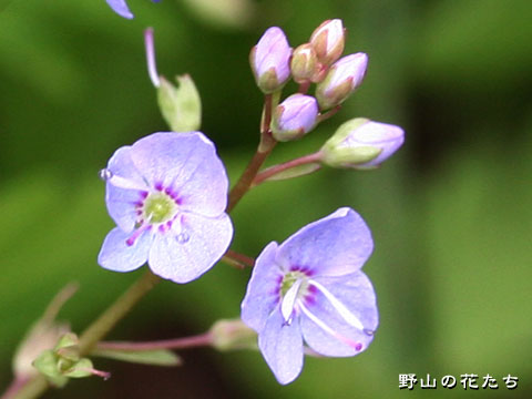 エゾノカワヂシャ－花