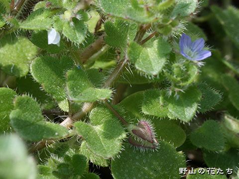 フラサバソウ－葉・茎