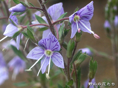 バンダイクワガタ－花