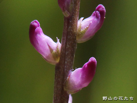 ヒナノカンザシ－花