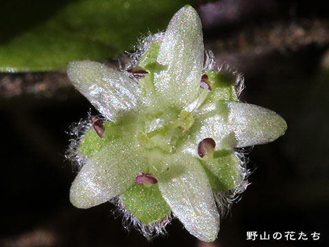 カロリナアオイゴケ－花２
