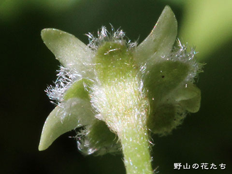 カロリナアオイゴケ－花４