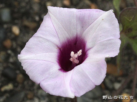 イモネノホシアサガオ－花