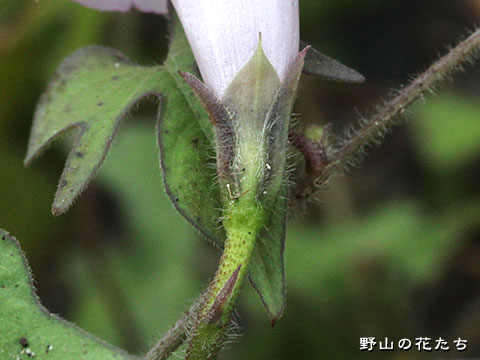 イモネノホシアサガオ－花２