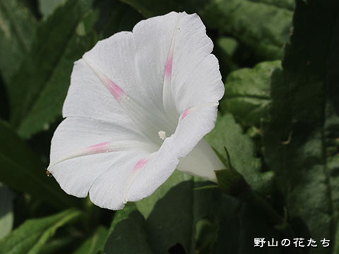 マルバアサガオ－花