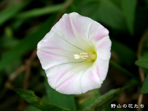 コヒルガオ－花