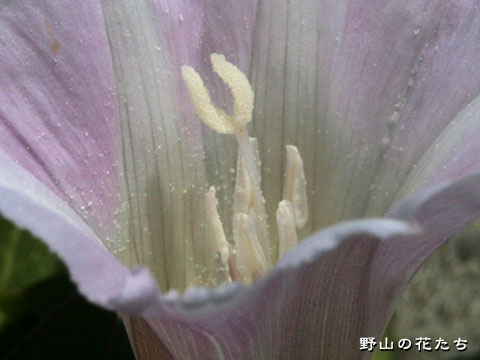 ハマヒルガオ－花２
