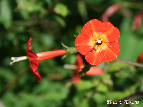 マルバルコウ－花