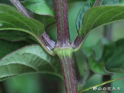 ヒナタイノコヅチ－茎