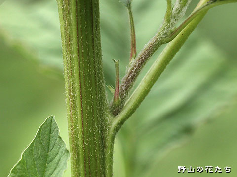 ホソアオゲイトウ－茎