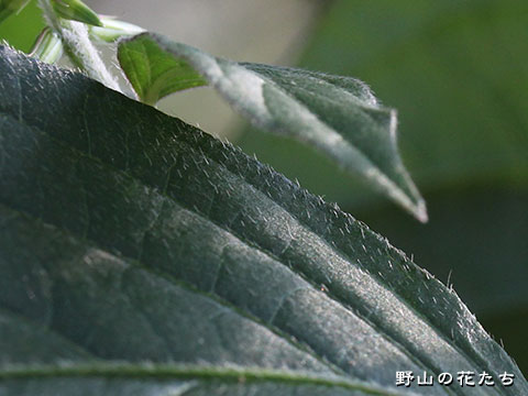 ヒナタイノコヅチ－葉