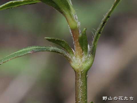 ホソバツルノゲイトウ－茎